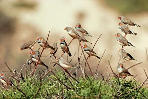 Images Dated 6th July 2004: Zebra Finches Australia
