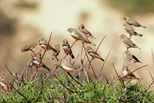 Flocks Prints: Zebra Finches Australia