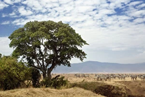Burchells Gallery: Zebra herd and Sausage Tree, Ngorongoro