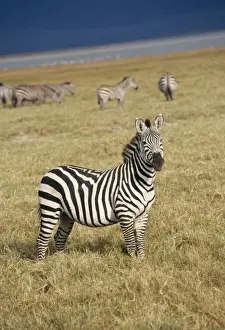 Nervous Prints: Zebra JD 15841 Ngorongoro Crater Tanzania Africa Equus burchelli © John Daniels / ARDEA LONDON