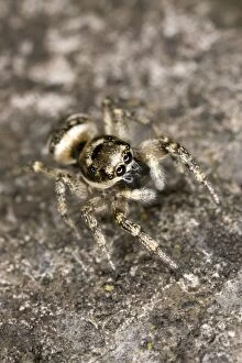 Images Dated 11th June 2005: Zebra Jumping Spider - Hunting on a wall Note huge eyes UK garden