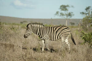 Burchellii Gallery: Zebra - Kruger National Park, Transvaal, South Africa