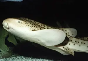 Zebra / Leopard Shark Red Sea