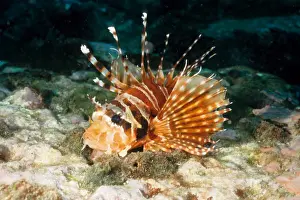 Defence Prints: Zebra lionfish (Dendrochirus zebra). Andaman Sea, Myanmar