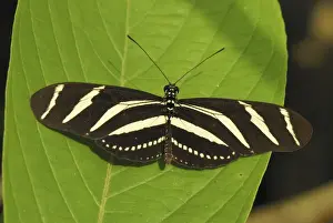 Zebra Longwing Colombia