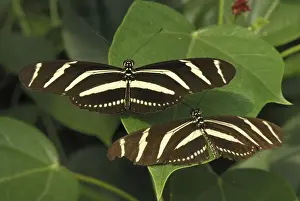 Zebra Longwing Colombia