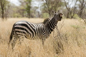 Images Dated 27th January 2010: Zebra at the Meru National Park, Kenya