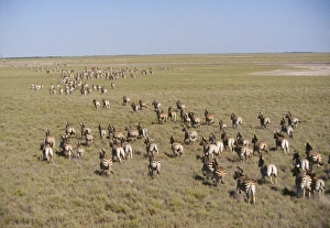 Images Dated 2nd May 2008: Zebra - migration Makgadikgadi Pans - Bostwana - July