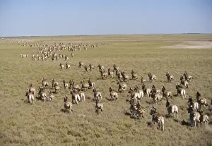 Zebra - migration Makgadikgadi Pans - Bostwana - July