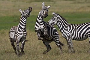 Burchells Gallery: Zebra stallions at play in Lake Nakuru NP