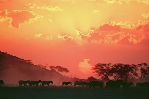 Tranquillity Collection: Zebra - at sunset