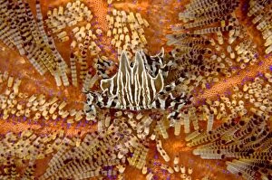Asthenosoma Gallery: Zebra Urchin Crab on Fire Urchin (Asthenosoma varium)