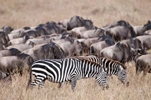 Zebra and Wildebeest (Connochaetes taurinus) -