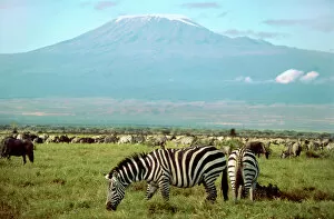 Grazing Gallery: Zebra and Wildebeest - with Mount Kilamanjaro in background