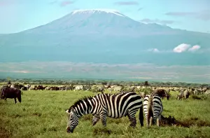 Herds Prints: Zebra and Wildebeest - with Mount Kilamanjaro in background - Amboseli - Kenya