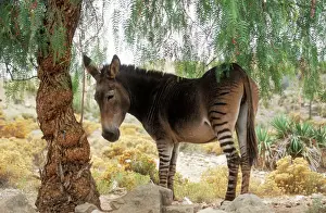 Donkeys Prints: Zebra x Donkey Hybrid