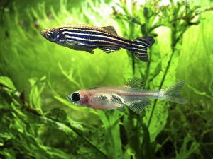 Aquarium Gallery: Zebrafish, Danio rerio. Stripe form (above) Casper