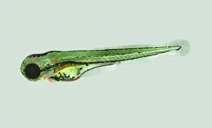 Aquatic Gallery: Zebrafish, Danio rerio, used on cancer research