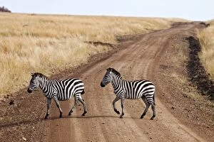 Images Dated 14th August 2011: Zebras
