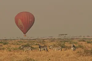 Balloons Prints: Zebras - with Balloon safari overhead - Maasai Mara - Kenya