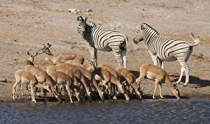Zebras (Equus quagga) and black-faced impalas