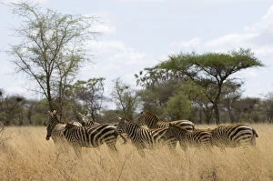 Images Dated 27th January 2010: Zebras at the Meru National Park, Kenya