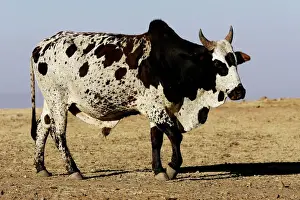 Cattle Prints: Zebu Cattle. Axoum - Ethiopia