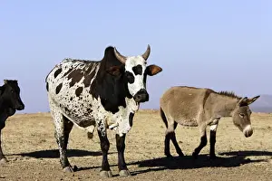 Ethiopia Prints: Zebu Cattle and Donkey. Axoum - Ethiopia