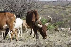 Zebu - cattle of the Hamer tribe