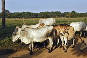 Images Dated 17th April 2006: Zebu Zambia