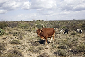 Images Dated 19th August 2005: Zebus. Gidole - Ethiopia