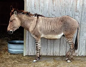 Captivity Prints: Zedonk - Zebra-Donkey Hybrid - Creation Museum - Ohio - USA