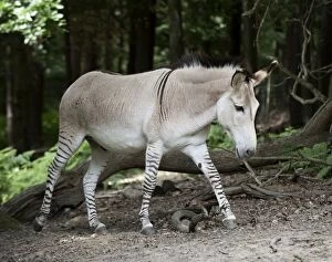 Images Dated 8th July 2014: Zedonk Zebra X Donkey