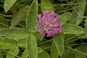 Images Dated 11th July 2006: Zig-zag clover (Trifolium medium), after rain, Dorset