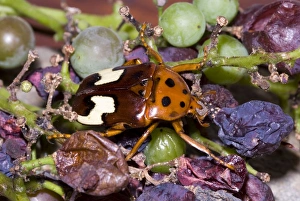 Zig-zag Fruit Chafer, attracted to overripe grapes Zig-zag Fruit Chafer, attracted to overripe grapes