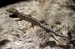 Zigzag velvet gecko