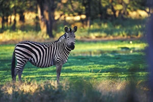 Zimbabwe Gallery: Zimbabwe. Burchell's Zebra (Equus burchelli)