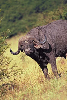 Zimbabwe Gallery: Zimbabwe. Cape Buffalo (Syncerus caffer)