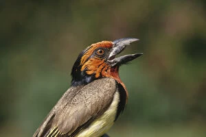 Zimbabwe. Close-up of black-collared barbet