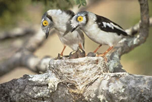 Zimbabwe. Two helmetshrike parents on nest