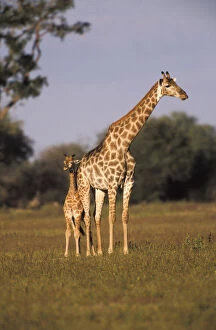 Zimbabwe Gallery: Zimbabwe, Hwange National Park. Giraffe
