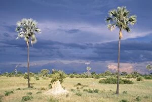 Images Dated 4th November 2008: Zimbabwe - Ilala palms Hwange National Park, Zimbabwe