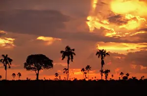 Dusk Prints: Zimbabwe - Ilala palms at sunset Hwange National Park