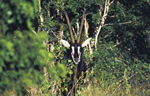Zimbabwe Gallery: Zimbabwe. Sable Antelope (Hippotragus niger)