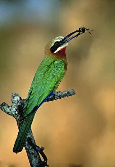 Zimbabwe. White-fronted bee-eater with bee