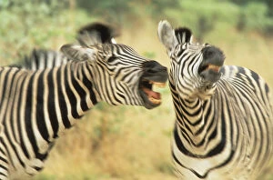 Images Dated 22nd July 2008: Zimbabwe. Two zebras in a dispute
