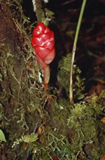 Zingiber Prints: Zingiber - a type of Ginger, medicinal. Mt. Mulu, Sarawak, Borneo