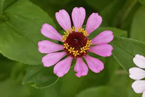 Images Dated 22nd July 2006: Zinnia elegans, in garden