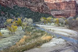 Zion National Park, Utah: Autumn along the Virgin River (North Fork), with cottonwoods