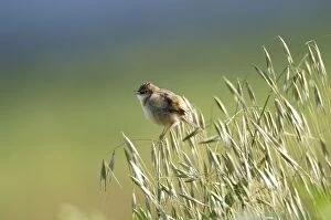 Images Dated 13th September 2005: Zitting Cisticola - Singing, March Cyprus